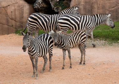 zebra in the jungle