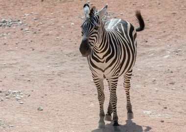 zebra in the jungle