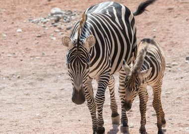 zebra in the jungle