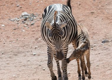 zebra in the jungle