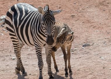 zebra in the jungle