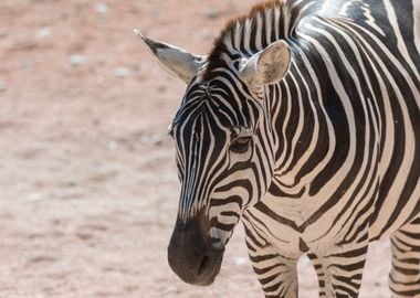 zebra in the jungle