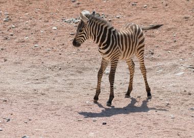 zebra in the jungle