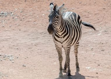 zebra in the jungle