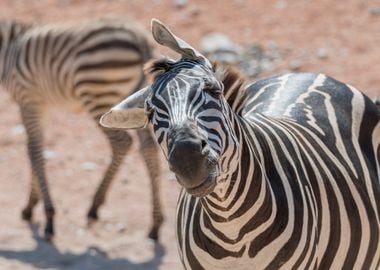 zebra in the jungle