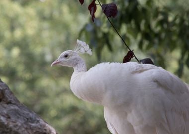 white peacock in the farm