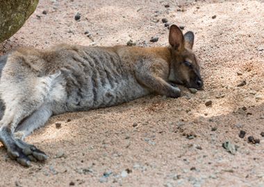 cangaroo in the farm