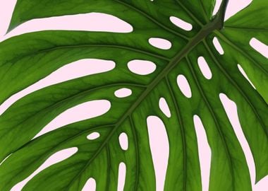 Monstera Leaves