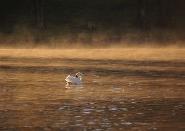 swim white orange bird