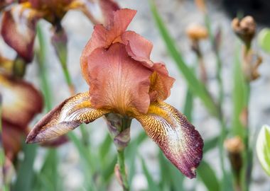 iris gladiolus in bloom