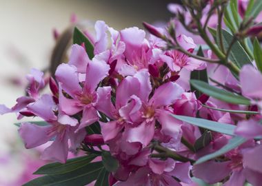 pink oleander