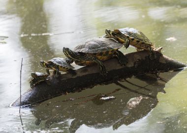 turtles in the sun on pond