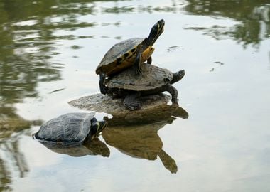 turtles in the sun on pond