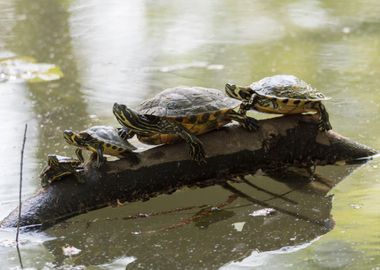 turtles in the sun on pond