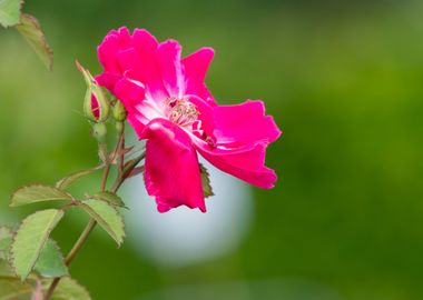 pink roses for holidays