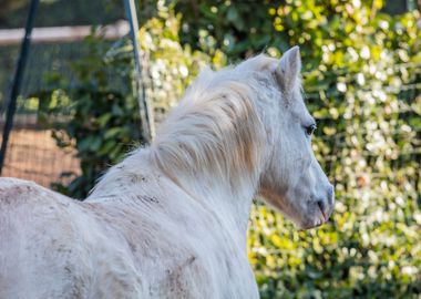 horse in the farm