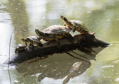 turtles in the sun on pond