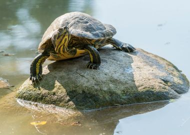 turtles in the sun on pond