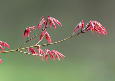 maple leaf in spring