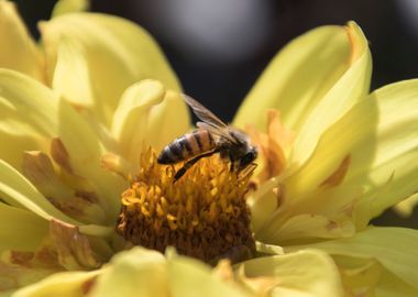 bee on flower