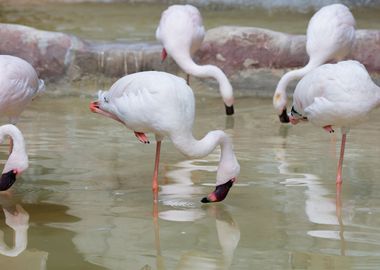 lesser flamingo in the far