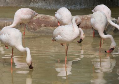 lesser flamingo in the far