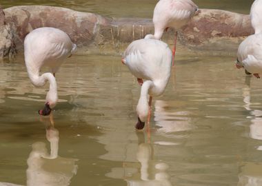 lesser flamingo in the far