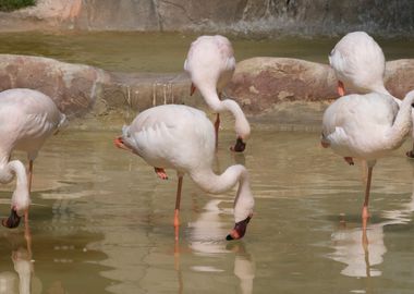 lesser flamingo in the far