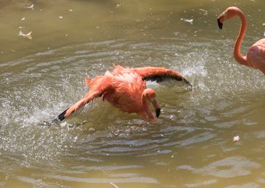 ruber flamingo 