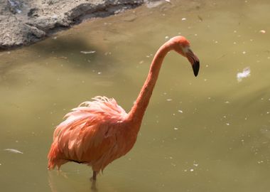 ruber flamingo 