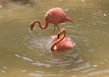 ruber flamingo 