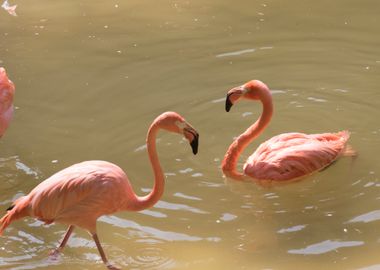 ruber flamingo 