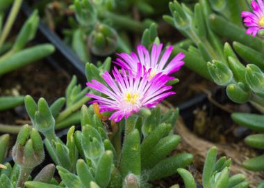 sedum flower in spring 