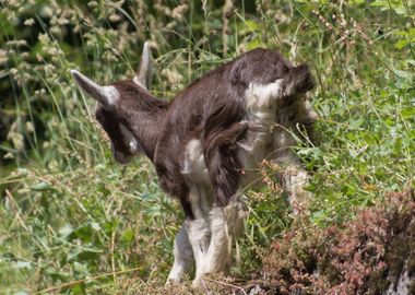 goat in the farm