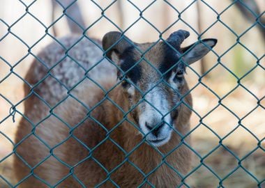 goat in the farm