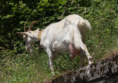 goat in the farm