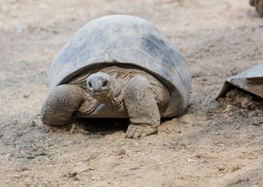 big tortoise