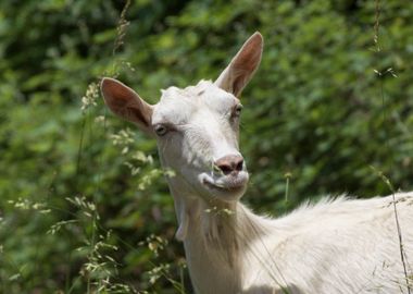 goat in the farm