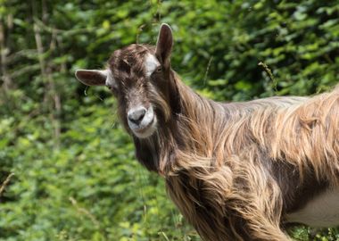 goat in the farm