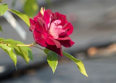 red rose in bloom