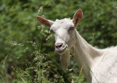 goat in the farm