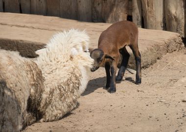 alpaca and puppy goat