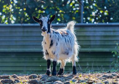 goat in the farm