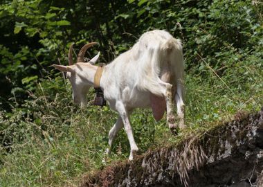 goat in the farm