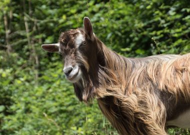 goat in the farm