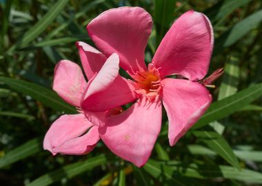 pink oleander 