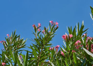 pink oleander