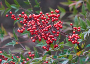 red berry in the garden 