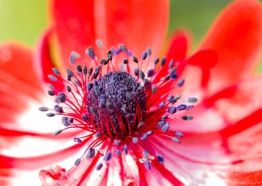 anemone in the garden