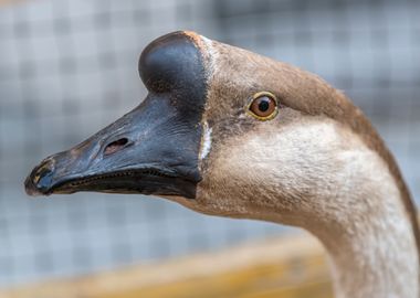 goose in the farm